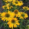 Эхинацея Голден Скиппер фото 1 — PlantMart