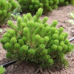 Сосна горная — PlantMart