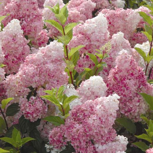 Гортензия метельчатая Ваниль Фрайз (Vanille Fraise) — 