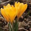 Крокус Крупноцветный Золотисто-желтый (10 шт.) фото 2 — PlantMart