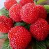 Малина земляничная фото 3 — PlantMart