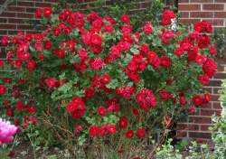 Роза Аделаида Худлес — PlantMart