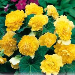 Бегония Фимбриата Желтая, 3шт. — PlantMart