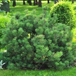 Сосна горная Мугус (Mughus) — PlantMart