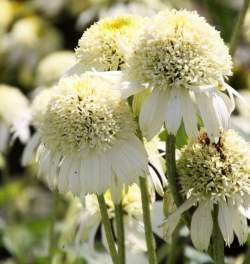 Эхинацея Уайт Дабл Делайт — PlantMart