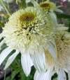 Эхинацея Уайт Дабл Делайт фото 2 — PlantMart