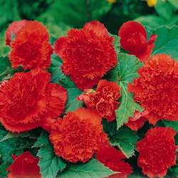 Бегония Фимбриата Красная, 3 шт. — PlantMart
