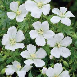 Герань Альбум — PlantMart