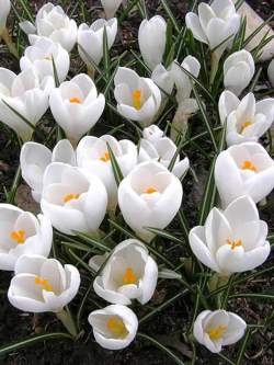 Крокус Крупноцветный жанна д арк (10 шт.) — PlantMart