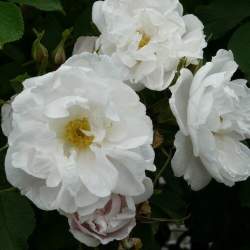 Роза Лак Маджеу — PlantMart