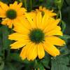 Эхинацея Еллоу Перл фото 1 — PlantMart