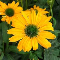 Эхинацея Еллоу Перл — PlantMart