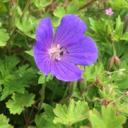 Герань Бэби Блю — PlantMart