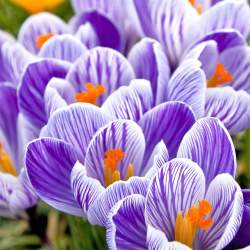 Крокус Крупноцветный Пиквик (10 шт.) — PlantMart
