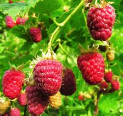 Малина ремонтантные сорта Джоан Джи — PlantMart