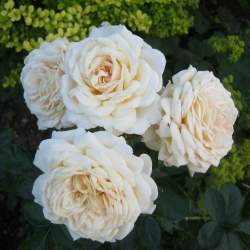 Роза Джей Пи Коннел — PlantMart