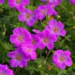 Герань Кэнон Майлс — PlantMart