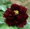 Пион древовидный Черный Лоск фото 1 — PlantMart