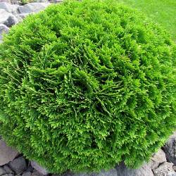 Туя западная Даника (Daniса) — PlantMart