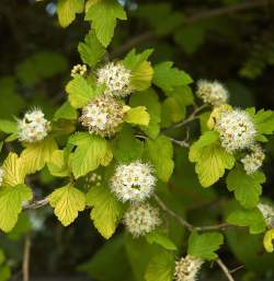 Пузыреплодник калинолистный — PlantMart