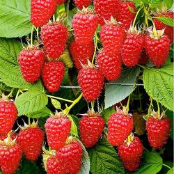 Малина ремонтантные сорта Жар Птица — PlantMart