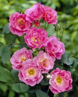 Роза Уильям Баффин — PlantMart