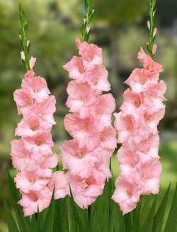 Гладиолус розовый, 3шт. — PlantMart