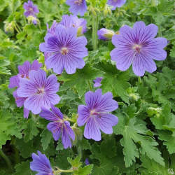 Герань Мэйфлауэр — PlantMart