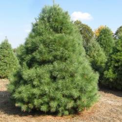 Сосна веймутова — PlantMart