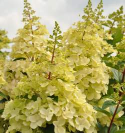 Гортензия метельчатая Кэндлайт — PlantMart