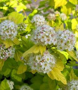 Пузыреплодник калинолистный Ауреа — PlantMart