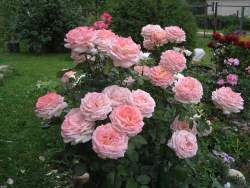 Роза Рут — PlantMart