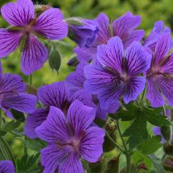 Герань Роузмур — PlantMart