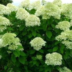 Гортензия метельчатая Лаймлайт — PlantMart