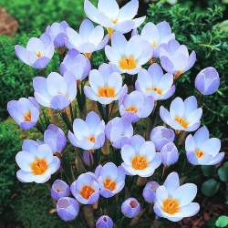 Крокус Ботанический Голубая жемчужина (10 шт.) — PlantMart