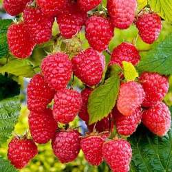 Малина ремонтантные сорта Малиновая гряда — PlantMart