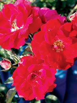 Роза Николас — PlantMart