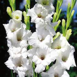 Гладиолус белый, 3шт. — PlantMart