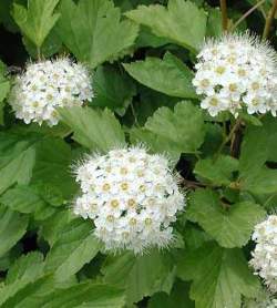 Пузыреплодник калинолистный Нана — PlantMart