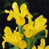Ирис Голландский Желтый (10 шт.) фото 1 — PlantMart