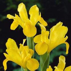 Ирис Голландский Желтый (10 шт.) — PlantMart