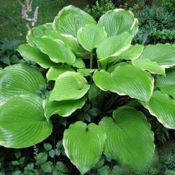 Хоста Винтер Сноу — PlantMart