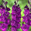 Гладиолус фиолетовый, 3шт. фото 1 — PlantMart