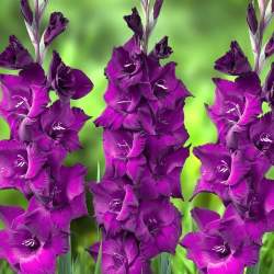 Гладиолус фиолетовый, 3шт. — PlantMart