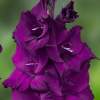 Гладиолус фиолетовый, 3шт. фото 2 — PlantMart