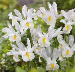 Ирис Голландский Белый (10 шт.) — PlantMart