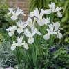 Ирис Голландский Белый (10 шт.) фото 2 — PlantMart