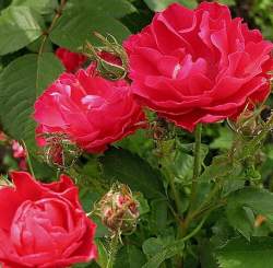 Роза Джон Франклин — PlantMart