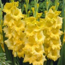 Гладиолус желтый, 3шт. — PlantMart