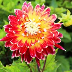 Георгин Акита — PlantMart